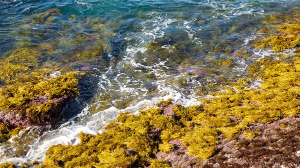 Algas marinhas verde-amarelas e água clara em uma praia rochosa — Fotografia de Stock