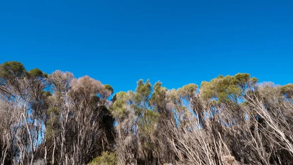 Trockene Bäume und Baumkronen gegen strahlend blauen Himmel — Stockfoto