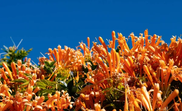 Orange blomma buske mot klarblå himmel — Stockfoto