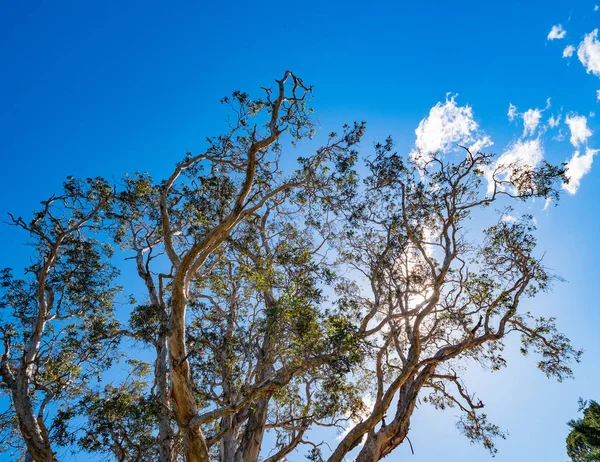 Die Spitze eines hohen Eukalyptusbaums vor blauem Himmel lizenzfreie Stockbilder