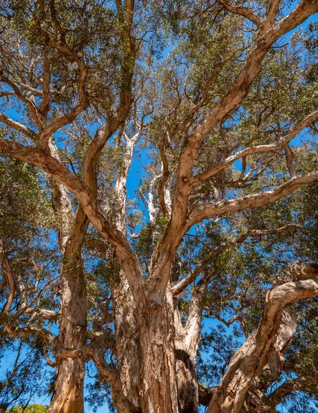 悉尼百年纪念公园的老树 免版税图库照片