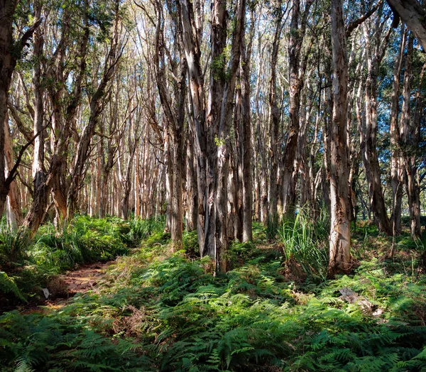 Eukalyptusbäume und Farne im hundertjährigen Park in Sydney Stockfoto