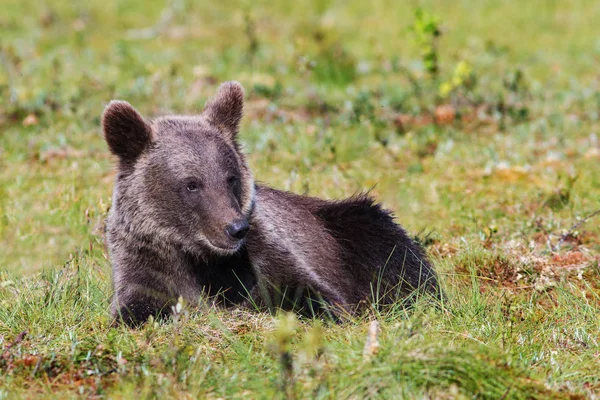 Bruine beer cub leggen in gras — Stockfoto