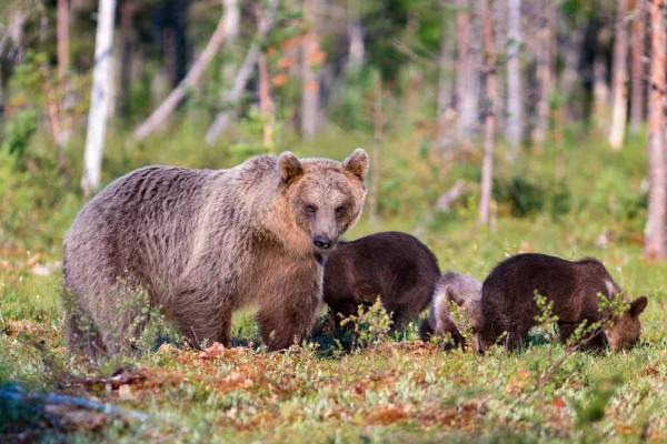 Orso bruno e tre cuccioli nella foresta estiva — Foto Stock