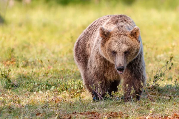 Orso bruno nella soleggiata foresta estiva — Foto Stock