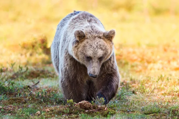 Ours brun en forêt avec fond orange et jaune — Photo