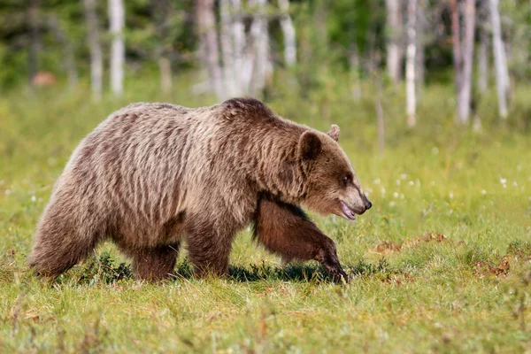 Bruine beer wandelen in het zomer bos — Stockfoto