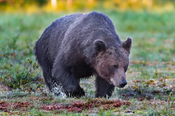 Dunkler männlicher Braunbär läuft in feuchtem Sumpf — Stockfoto