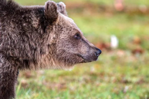 Primo piano del volto di un orso bruno che guarda verso destra — Foto Stock