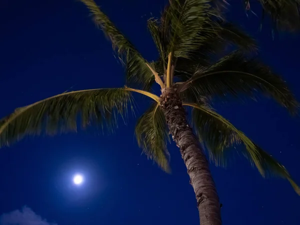 Full moon and a palm tree at night with dark blue sky — Stock Photo, Image