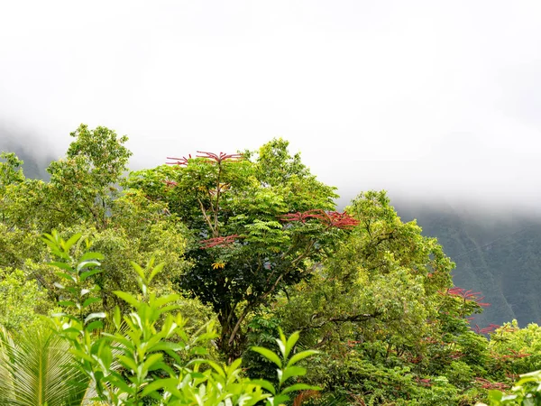 Exuberantes árboles verdes con flores rojas y montañas de niebla — Foto de Stock