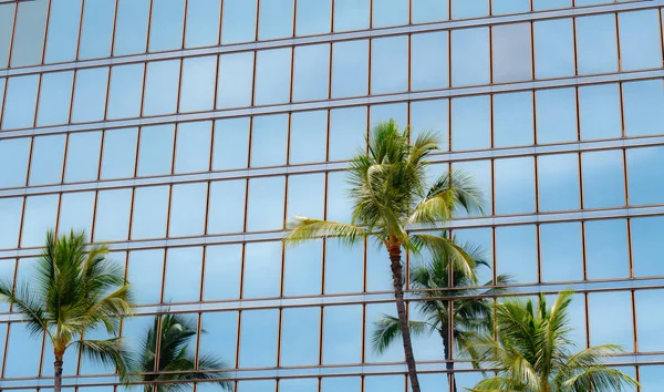 Palmeras altas contra las ventanas de cristal de un edificio de oficinas — Foto de Stock