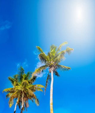 Güneş ve uzun palmiye ağaçları ve parlak mavi gökyüzü düşük açı görünümü