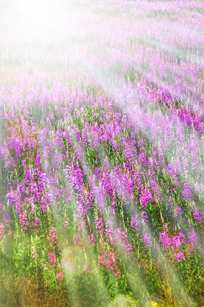 紫色の薪と太陽の光のフィールド — ストック写真