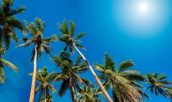 Low angle view of tall palm trees and  sun in bright blue sky — Stock Photo, Image