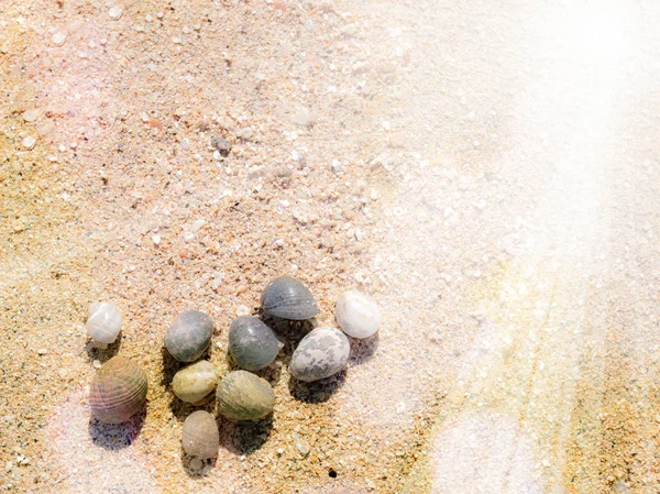 阳光下沙滩上的小圆形贝壳 — 图库照片