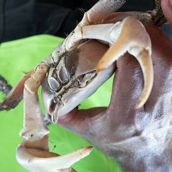 Hand hält eine große tropische Landkrabbe lizenzfreie Stockbilder