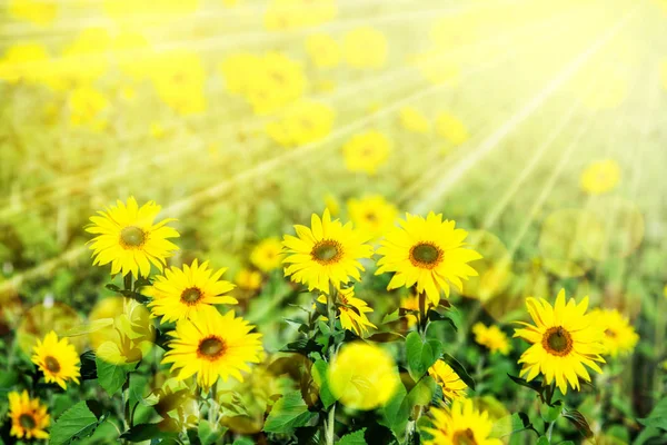 Feld leuchtend gelber Sonnenblumen Stockfoto