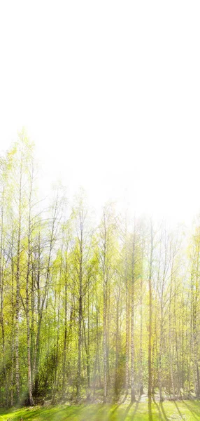 Hellgrüne Birken im Frühling und blasser Himmel lizenzfreie Stockbilder