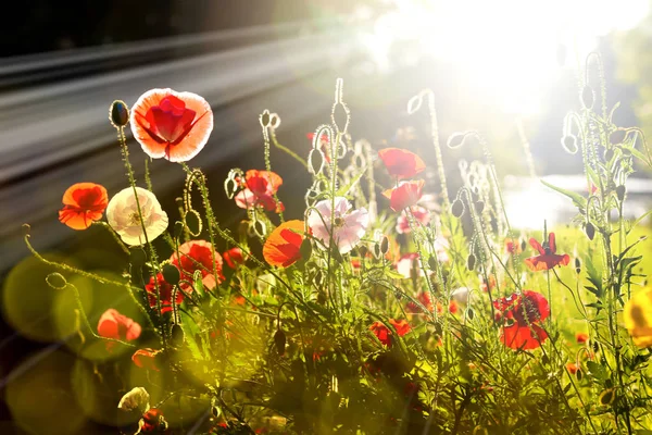 Rote Mohnblumen und Knospen mit Sonnenstrahlen im Hintergrund Stockfoto