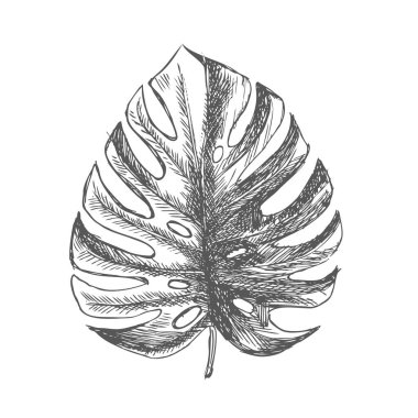 Tropikal yapraklar elle çizilmiş