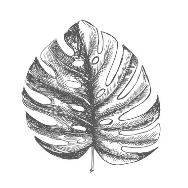 Tropikal yapraklar elle çizilmiş