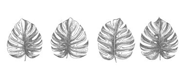 Tropikal yapraklar elle çizilmiş