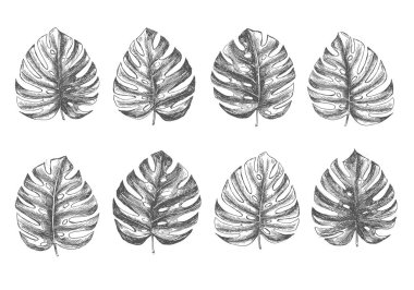 Tropikal yapraklar elle çizilmiş