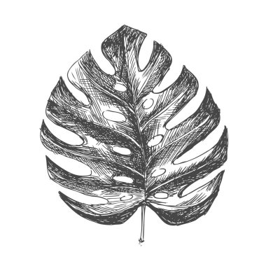Tropikal yapraklar elle çizilmiş