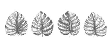 Tropikal yapraklar elle çizilmiş