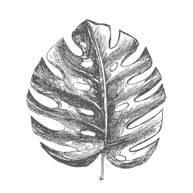 Tropikal yapraklar elle çizilmiş