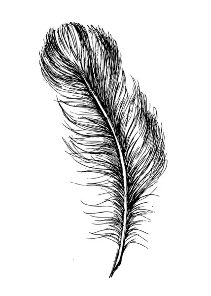 白底手绘羽毛 — 图库矢量图片