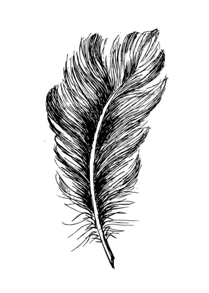 Plumes Dessinées Main Sur Fond Blanc — Image vectorielle