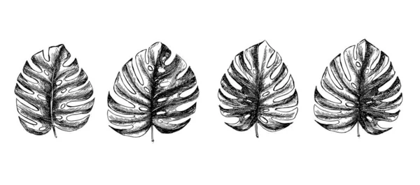 Tropische Bladeren Hand Getrokken — Stockvector