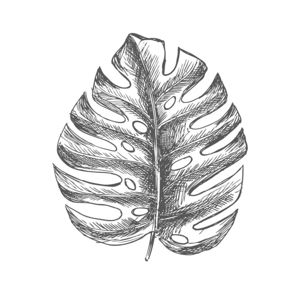 Tropikal yapraklar elle çizilmiş