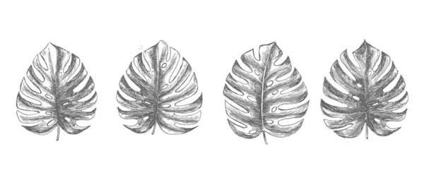 Tropikal Yapraklar Elle Çizilmiş — Stok Vektör