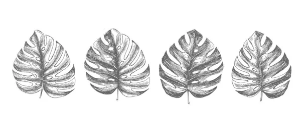 Τροπικά Φύλλα Ζωγραφισμένα — Διανυσματικό Αρχείο