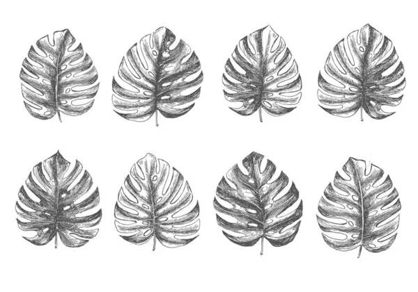 Feuilles Tropicales Dessinées Main — Image vectorielle