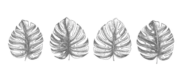 熱帯の葉の手描き — ストックベクタ