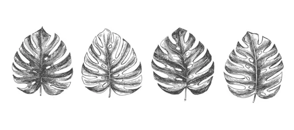 熱帯の葉の手描き — ストックベクタ