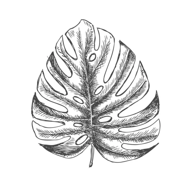 Hojas Tropicales Estiradas Mano — Archivo Imágenes Vectoriales