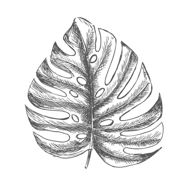 Tropikal yapraklar elle çizilmiş
