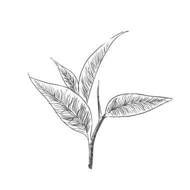 Yeşil çaylı vektör arkaplan. El çizimi.