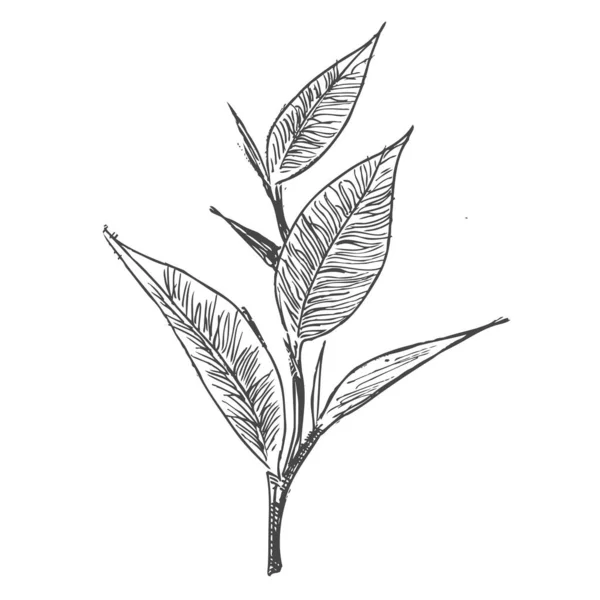 緑茶のベクトル背景 手描き — ストックベクタ