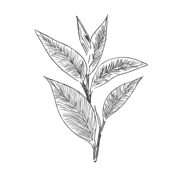 Yeşil çaylı vektör arkaplan. El çizimi.