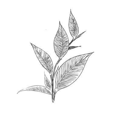 Yeşil çay yaprakları. El çizimi, vektör.