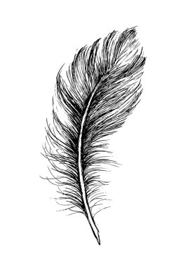 Beyaz arkaplanda el çizimi tüy