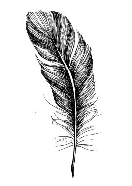 Beyaz arkaplanda el çizimi tüy