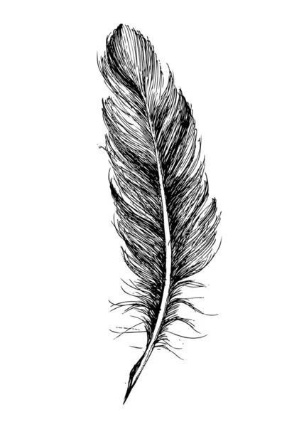 Pluma Dibujada Mano Sobre Fondo Blanco — Vector de stock