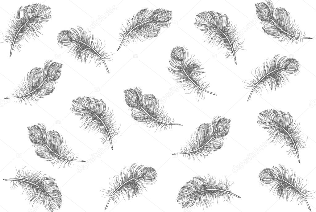 Hand drawn feather on white background.
